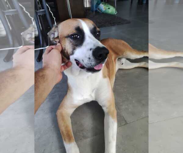 Medium Photo #3 Mountain Cur-Unknown Mix Puppy For Sale in Miami, FL, USA