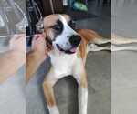 Small #2 Mountain Cur Mix