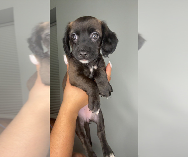 Medium Photo #1 Cock-A-Poo-Jack Russell Terrier Mix Puppy For Sale in EAST ORANGE, NJ, USA