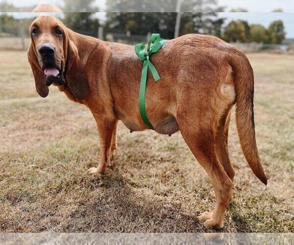 Medium Photo #1 Bloodhound Puppy For Sale in CROSSVILLE, AL, USA