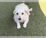 Small Maltese