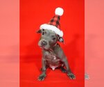 Small Photo #1 American Pit Bull Terrier-Unknown Mix Puppy For Sale in miami, FL, USA