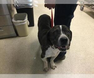 Mastiff-Unknown Mix Dogs for adoption in Riverside, CA, USA