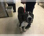 Small Mastiff Mix