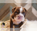 Small Photo #5 Bulldog Puppy For Sale in ARLINGTON, TX, USA