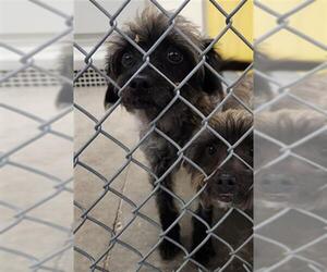 Cairn Terrier-Unknown Mix Dogs for adoption in Temple, TX, USA