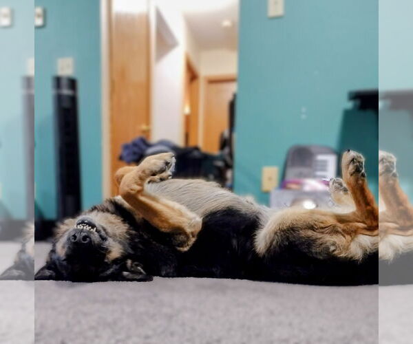 Medium Photo #7 German Shepherd Dog Puppy For Sale in Fargo, ND, USA