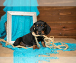 Puppy Benson Dachshund