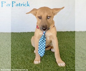 Siberian Husky-Unknown Mix Dogs for adoption in San Diego, CA, USA