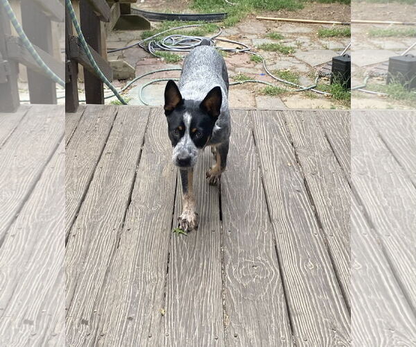 Medium Photo #3 Mutt Puppy For Sale in Garden City, NY, USA