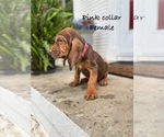 Puppy Pink collar 1 Bloodhound