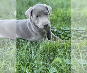 Labrador Retriever Puppy for sale in ORRVILLE, OH, USA