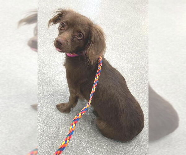 Medium Photo #2 Chiweenie Puppy For Sale in Los Angeles, CA, USA