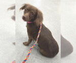 Small #1 Chiweenie
