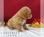 Small #3 Goldendoodle