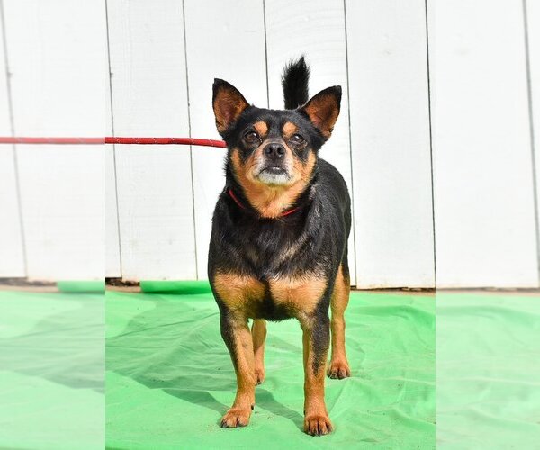 Medium Photo #4 Chipin Puppy For Sale in Newport Beach, CA, USA