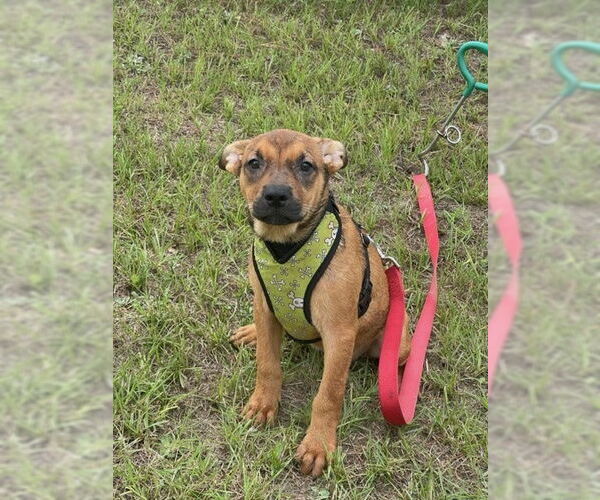 Medium Photo #6 Mutt Puppy For Sale in Tarrytown, GA, USA