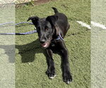 Small #2 Mutt