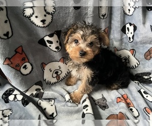 Yorkshire Terrier Puppy for sale in FORT WAYNE, IN, USA