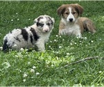Image preview for Ad Listing. Nickname: Litter of 6