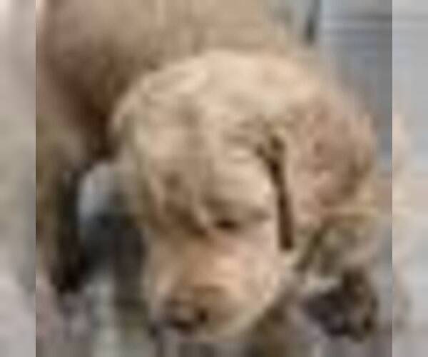 Medium Photo #20 Goldendoodle Puppy For Sale in BROADVIEW HEIGHTS, OH, USA