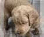 Small #19 Goldendoodle
