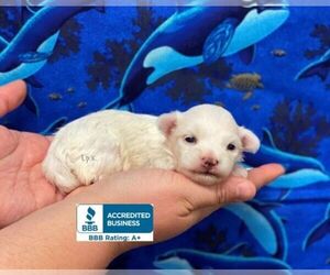 Maltese Puppy for sale in WINNSBORO, LA, USA