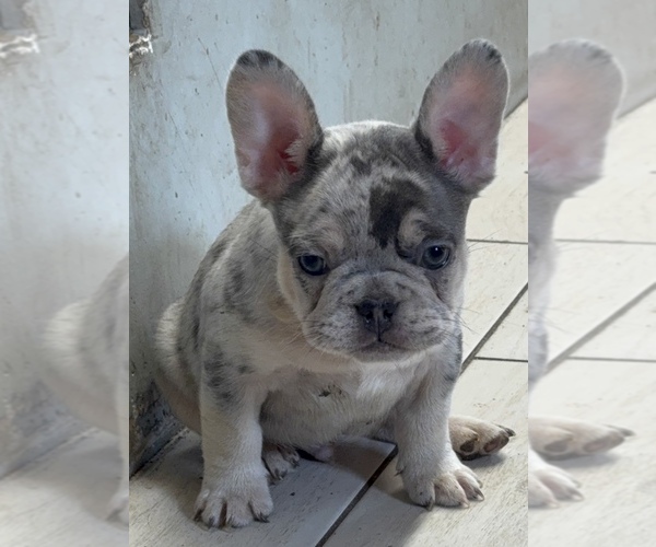 Medium Photo #12 French Bulldog Puppy For Sale in LAKE WALES, FL, USA