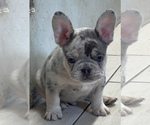 Puppy Elgar French Bulldog
