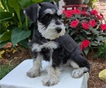 Small #3 Schnauzer (Miniature)