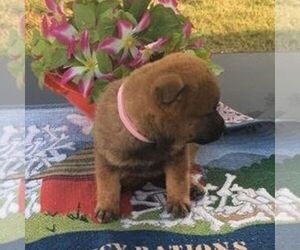 Shiba Inu Puppy for sale in INALA, OK, USA