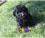 Small Photo #2 Poodle (Miniature) Puppy For Sale in jasper, AR, USA