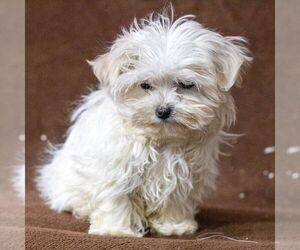 Maltese Puppy for sale in READING, PA, USA