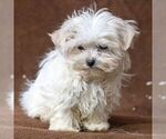 Small Photo #1 Maltese Puppy For Sale in READING, PA, USA