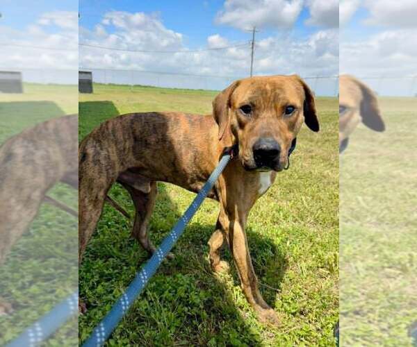 Medium Photo #4 Mutt Puppy For Sale in Abbeville, LA, USA