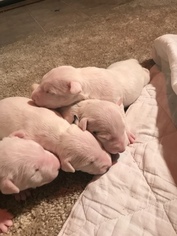 Bull Terrier Puppy for sale in OXFORD, GA, USA