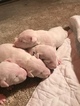 Small Photo #1 Bull Terrier Puppy For Sale in OXFORD, GA, USA