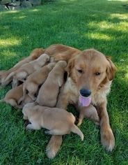 Mother of the Golden Retriever puppies born on 06/13/2018