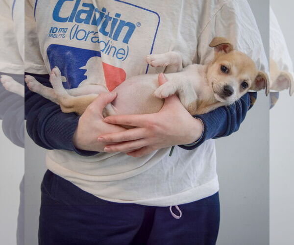 Medium Photo #4 Chiweenie Puppy For Sale in Huntley, IL, USA