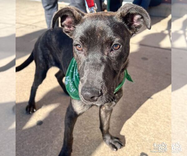 Medium Photo #3 Labrador Retriever-Unknown Mix Puppy For Sale in Washington, DC, USA