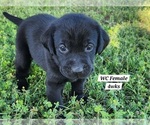 Small Photo #80 Labrador Retriever Puppy For Sale in EDGEWOOD, TX, USA