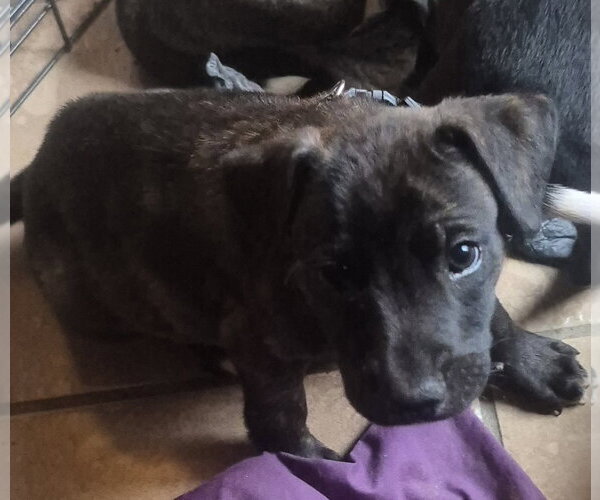 Medium Photo #1 Labrador Retriever-Unknown Mix Puppy For Sale in The Woodlands, TX, USA
