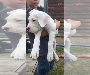 Dogo Argentino Puppy for sale in BELGRADE, ME, USA