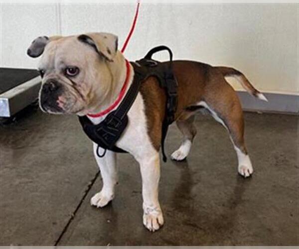 Medium Photo #1 Bulldog-Unknown Mix Puppy For Sale in Orange, CA, USA