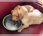 Small Photo #2 Golden Retriever Puppy For Sale in SEATTLE, WA, USA