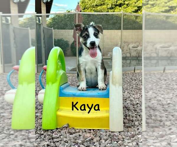 Medium Photo #1 Jack Russell Terrier-Unknown Mix Puppy For Sale in Cave Creek, AZ, USA