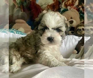 Zuchon Puppy for sale in GALENA, NV, USA
