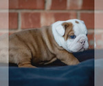 Small #2 English Bulldog