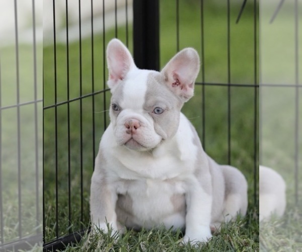 Medium Photo #1 French Bulldog Puppy For Sale in SEATTLE, WA, USA
