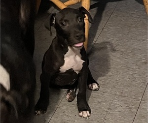 American Bully-American Pit Bull Terrier Mix Puppy for sale in LANSFORD, PA, USA